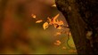 autumn twig