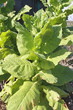 Tobaco (Nicotiana tabacum) Tobaco (Nicotiana tabacum)