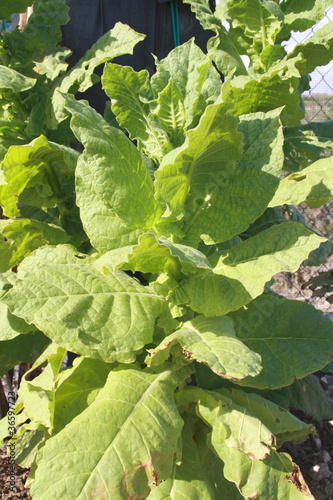 Photo: Tobaco (Nicotiana tabacum) Tobaco (Nicotiana tabacum)