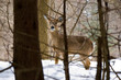 Whitetail Deer in winter Whitetail Deer in winter