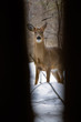 Deer peeking through trees. Deer peeking through trees.