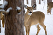 Deer peeking Deer peeking