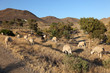 Flock of sheep in the landscape of Andalucia, Spain