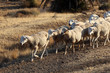 Flock of sheep in southern Spain