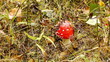 Video: Fly agaric, collection mushrooms in autumn forest Fly agaric, collection mushrooms in autumn forest