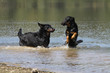 jeux dans l'eau de deux bergers de beauce