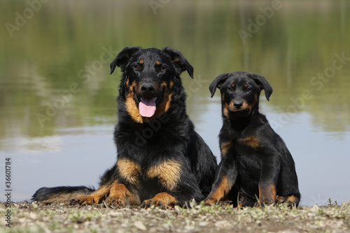 photo par CALLALLOO Canis