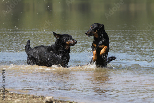 photo par CALLALLOO Canis