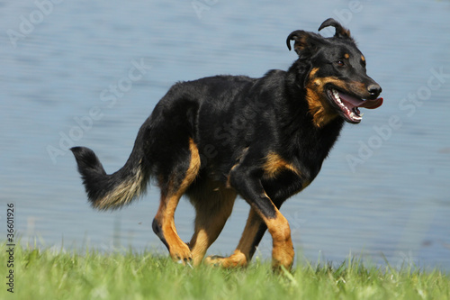 photo par CALLALLOO Canis