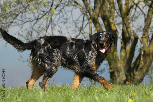 photo par CALLALLOO Canis