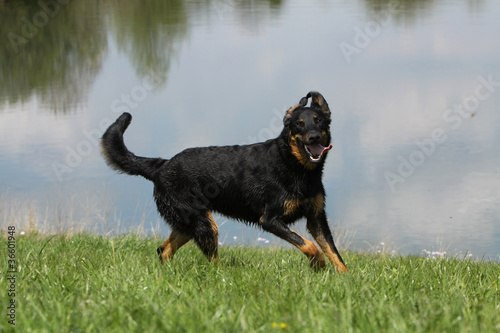 photo par CALLALLOO Canis