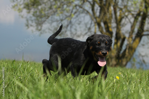 photo par CALLALLOO Canis