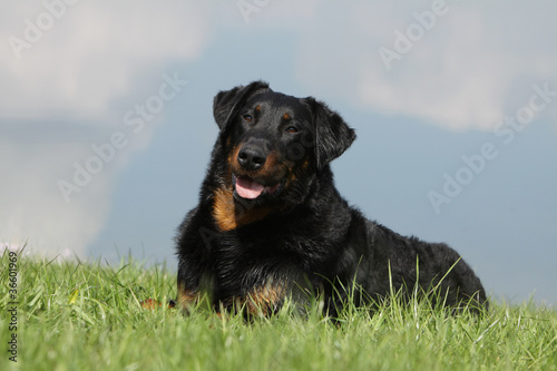 photo par CALLALLOO Canis