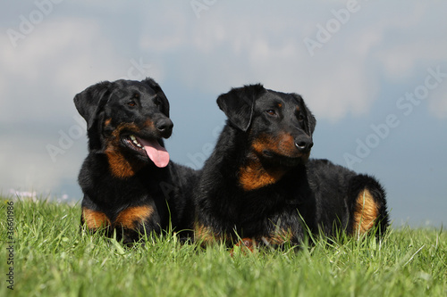 photo par CALLALLOO Canis