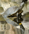 tortue