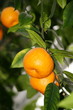 Foto: Clementinen am Baum Clementinen am Baum