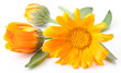 Caledula flowers.