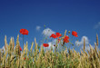 Organic agriculture