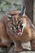 Snarling caracal