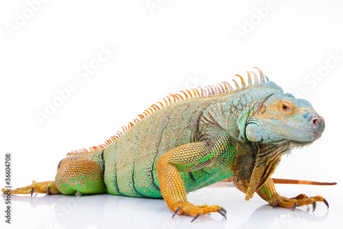 Photo: portrait of iguana on isolated white portrait of iguana on isolated white
