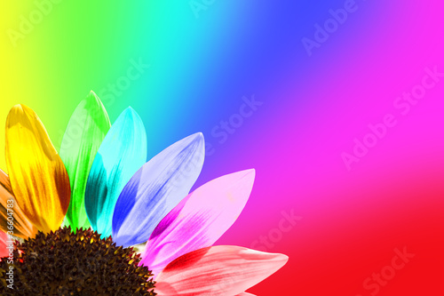 Photo: Tournesol multicolore, fond arc-en-ciel Tournesol multicolore, fond arc-en-ciel