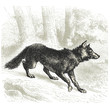 Le loup