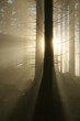 Waldstimmung Waldstimmung