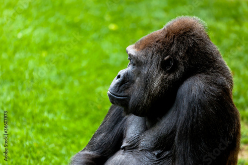 Photo: Gorilla of coast, Gorilla gorilla Gorilla of coast, Gorilla gorilla