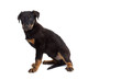 chiot beauceron assis de profil