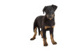 chiot berger de Beauce debout de face