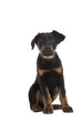 chiot beauceron assis de face