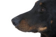 museau et truffe du chien de profil en gros plan