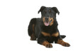 berger de Beauce sage berger de Beauce sage