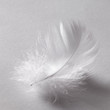 white down feather