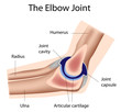 The elbow joint, eps8