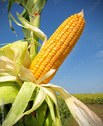 Photo: Corn close-up Corn close-up