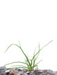 Wild green grass Wild green grass