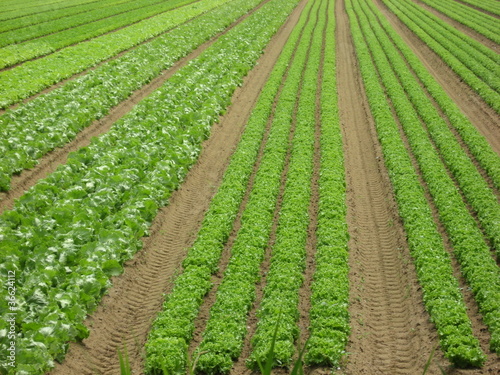 Photo: extensive cultivation of green salad on a field of sand extensive cultivation of green salad on a field of sand