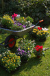 Wheelbarrow and trays with new plants