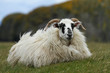 Scottish Blackface Schaf