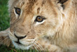 lioness_kruger_park