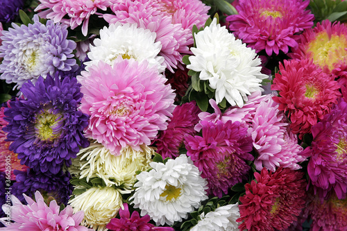 Photo: chrysanthemen chrysanthemen