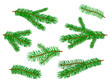 tannenzweige