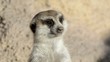 Suricate or meerkat (Suricata suricatta) closeup