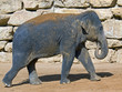 Elephant indien 1