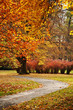 Autumn in the Park Autumn in the Park