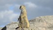 Suricate or meerkat (Suricata suricatta) Standing Alert