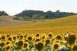 Marches (Italy) - Landscape at summer with sunflowers, farm Marches (Italy) - Landscape at summer with sunflowers, farm