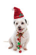 Foto: Christmas dog with jingle bells Christmas dog with jingle bells