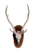 Antler on a white background. Antler on a white background.